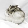 hamster768