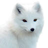 dolae