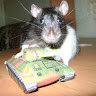 Rat