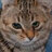 kitkon